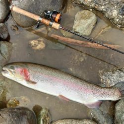 70㎝は釣れたけど 天竜川ルアーフライ専用区